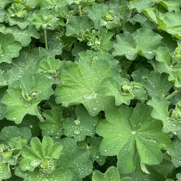 Meet your Posher, Wei yan - Picture 1 of 1